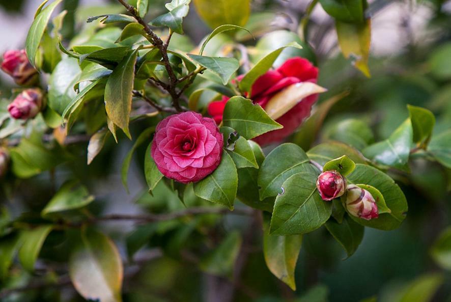 Sunny Garden Daire Opatija Dış mekan fotoğraf